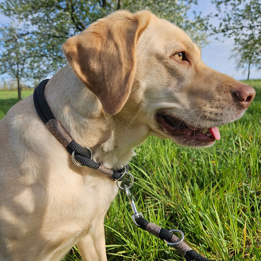 Hundehalsband schwarz - braun/silber