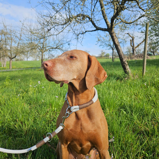 Hundehalsband weiß - braun