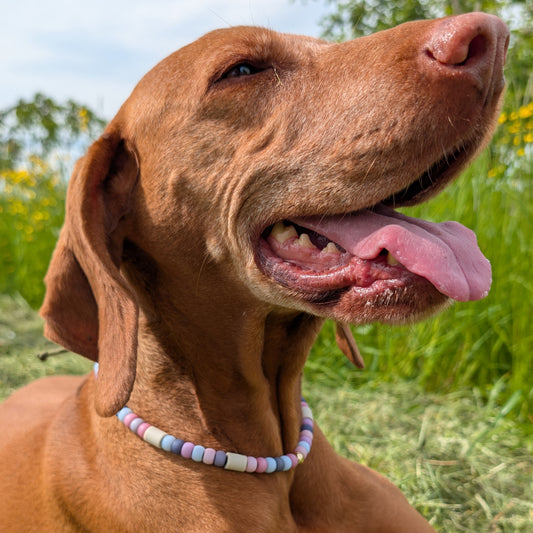 Hundekette mit EM Keramik "Pastell"