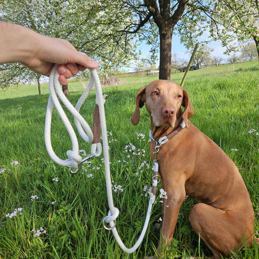 SET aus Leine und Halsband weiß - braun