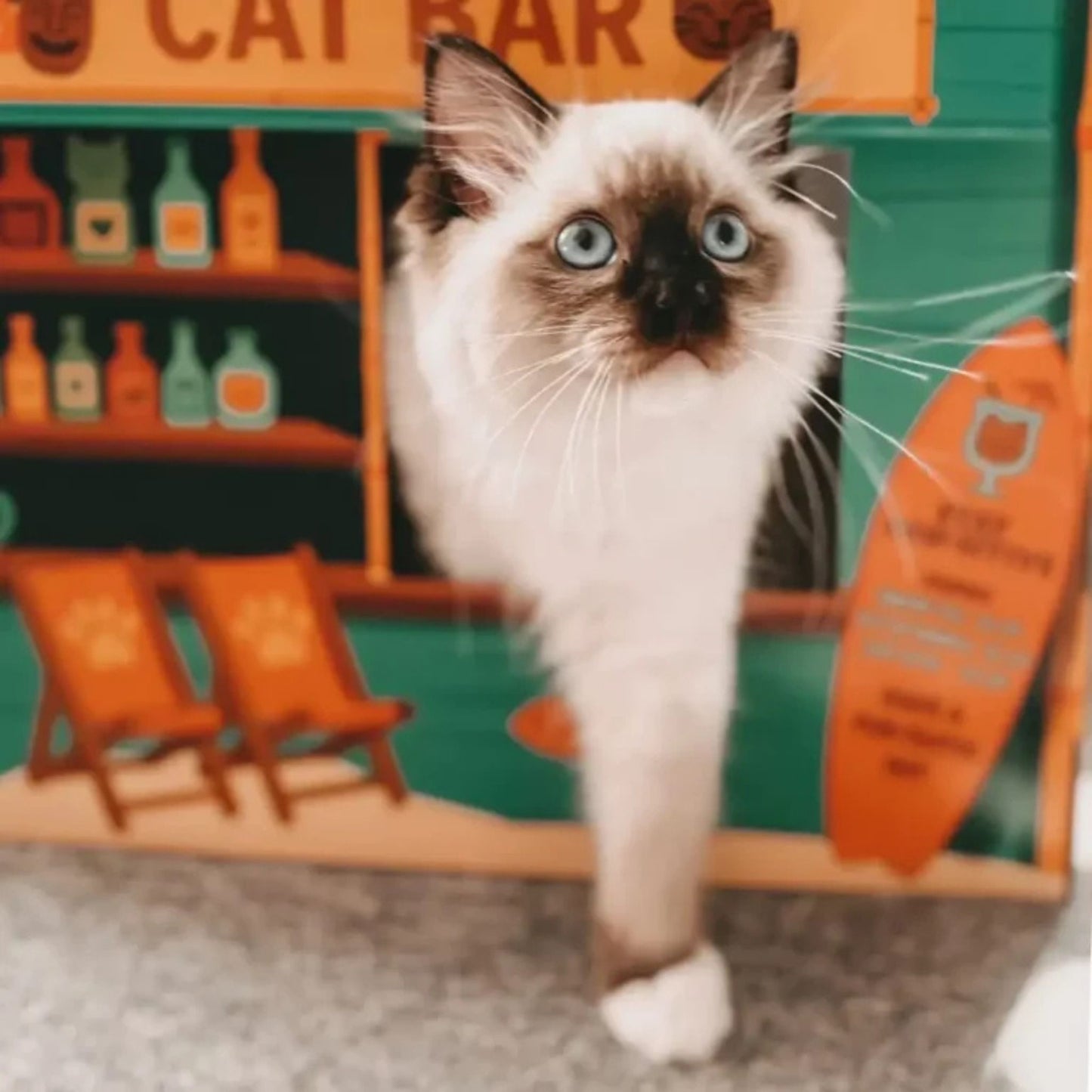Aloha Strandbar Katzenhaus mit Kratzfläche