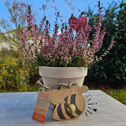 Bienen Saatbombe