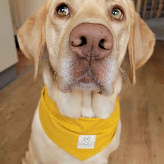 Halstuch für Hunde "Honigpünktchen"
