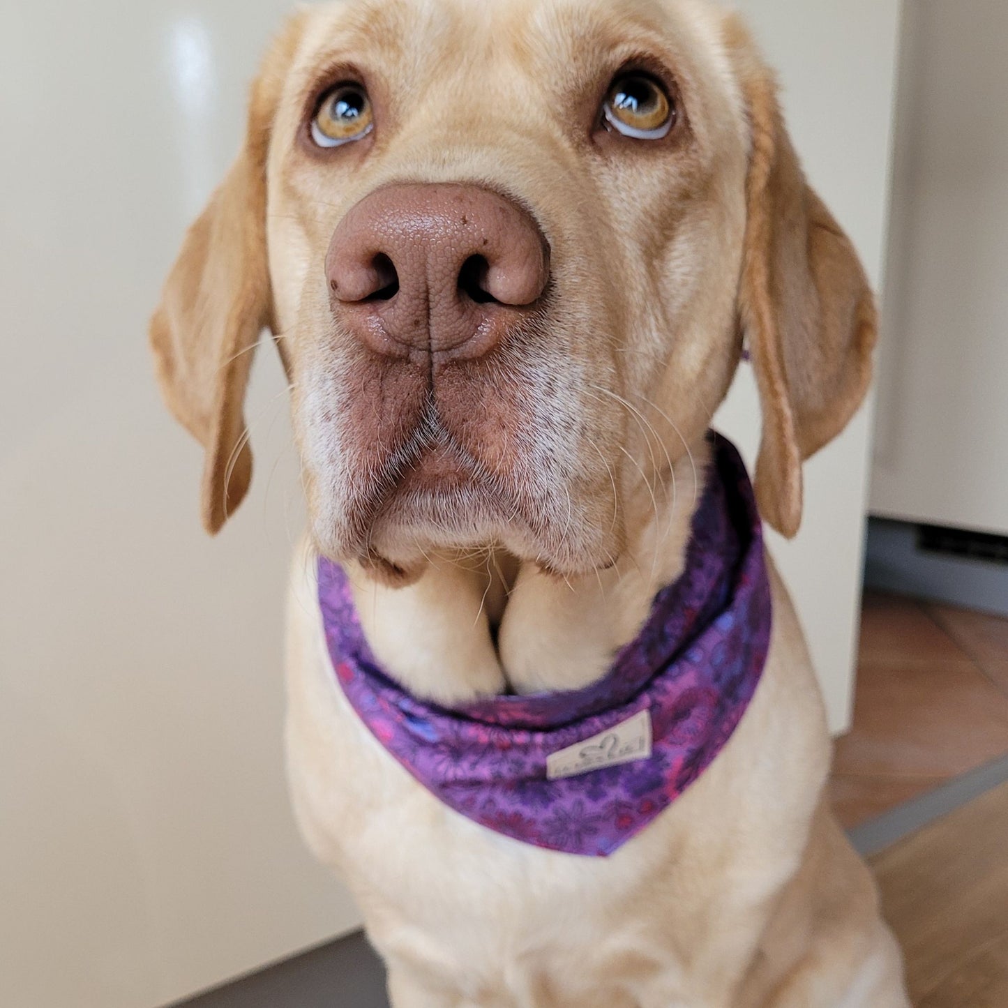 Halstuch für Hunde "Lila Zauberblüte"