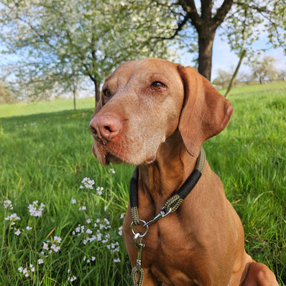 Hundehalsband olivgrün - schwarz