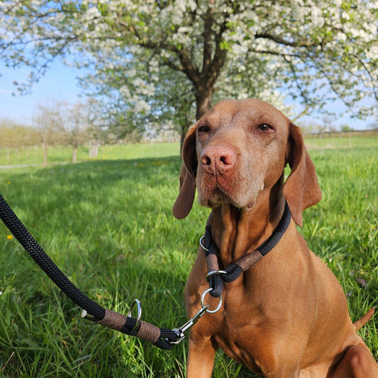 Hundehalsband schwarz - braun
