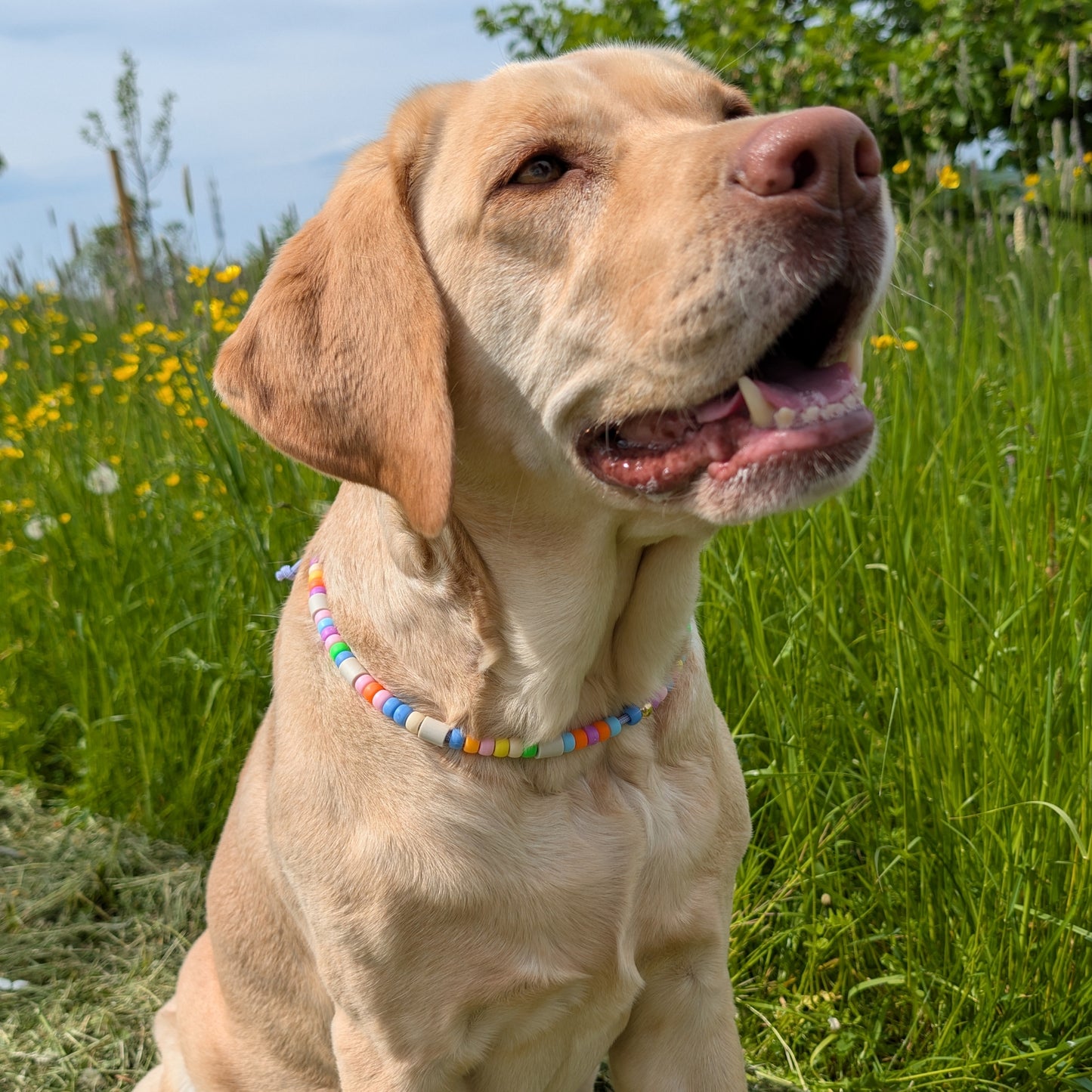 Hundekette mit EM Keramik "Kunterbunt"