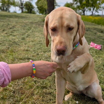 Hundekette mit EM Keramik "Kunterbunt"