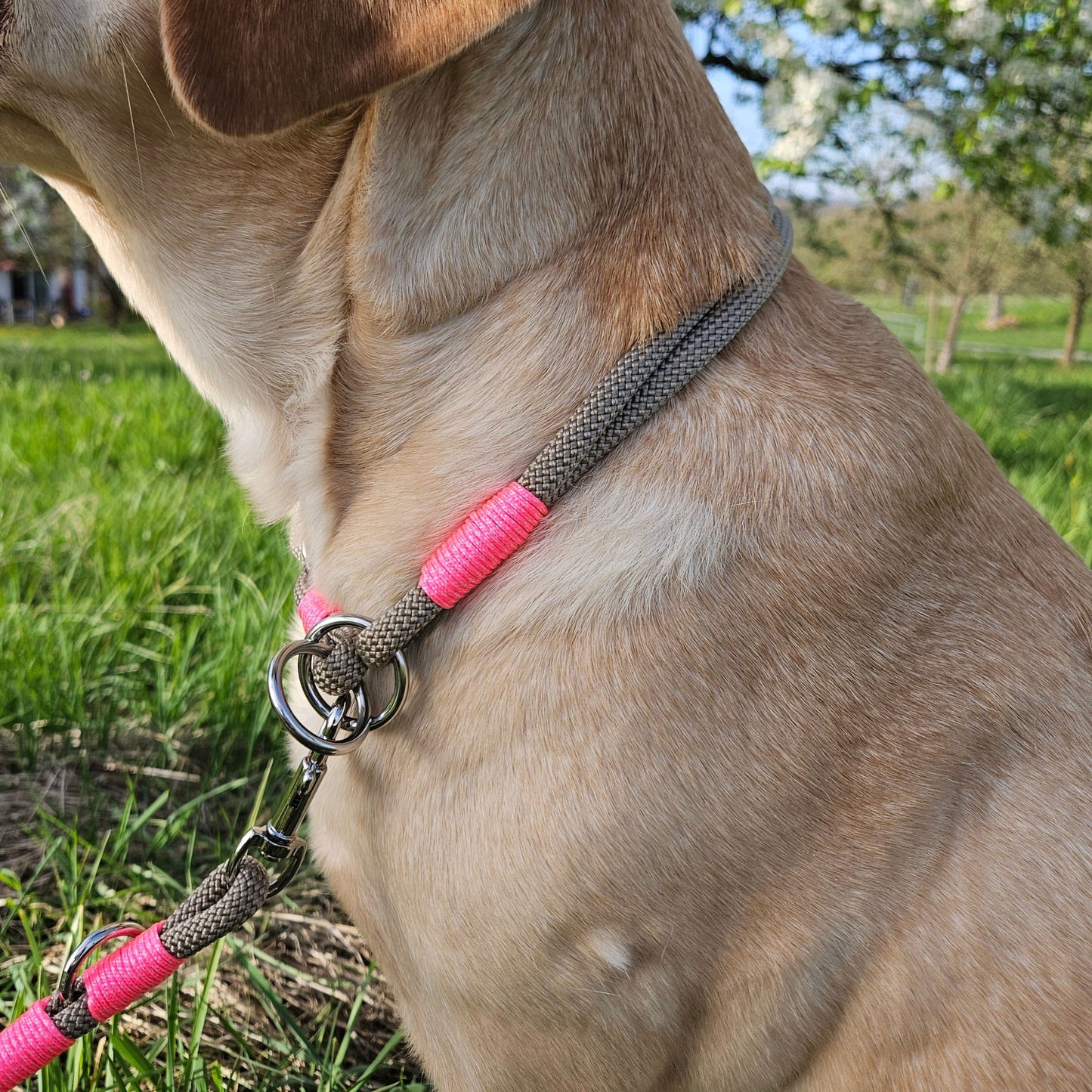SET aus Leine und Halsband beige - neonpink