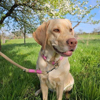 Hundehalsband goldbraun - rosa