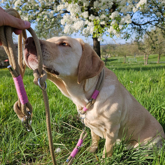 Hundeleine goldbraun - rosa