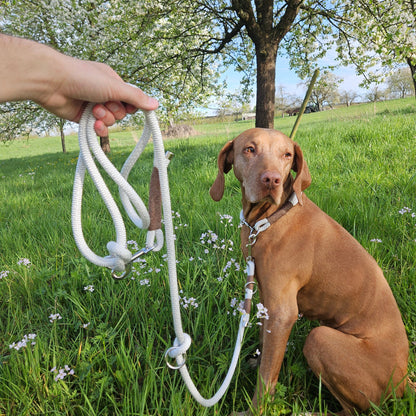 SET aus Leine und Halsband weiß - braun