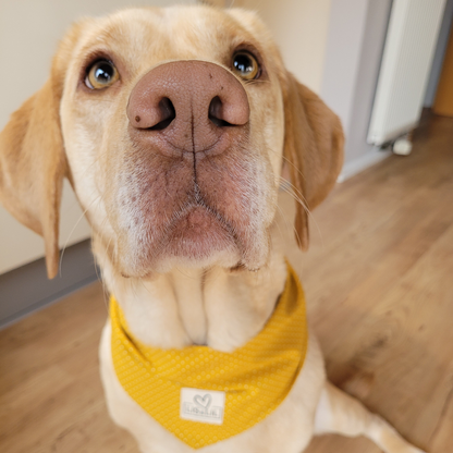 Halstuch für Hunde "Honigpünktchen"