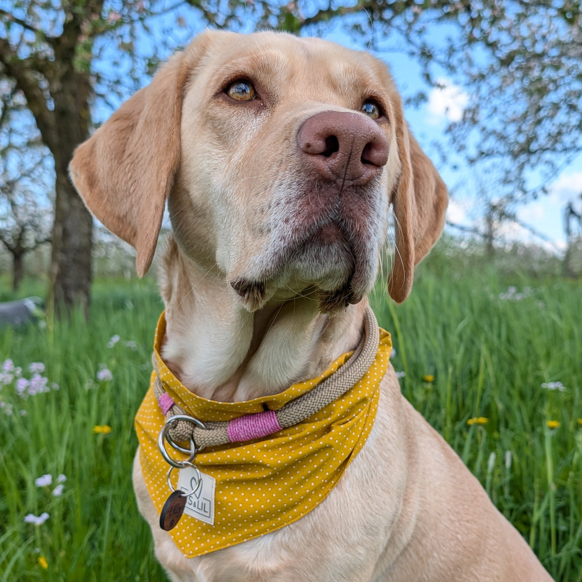 Halstuch für Hunde "Honigpünktchen"